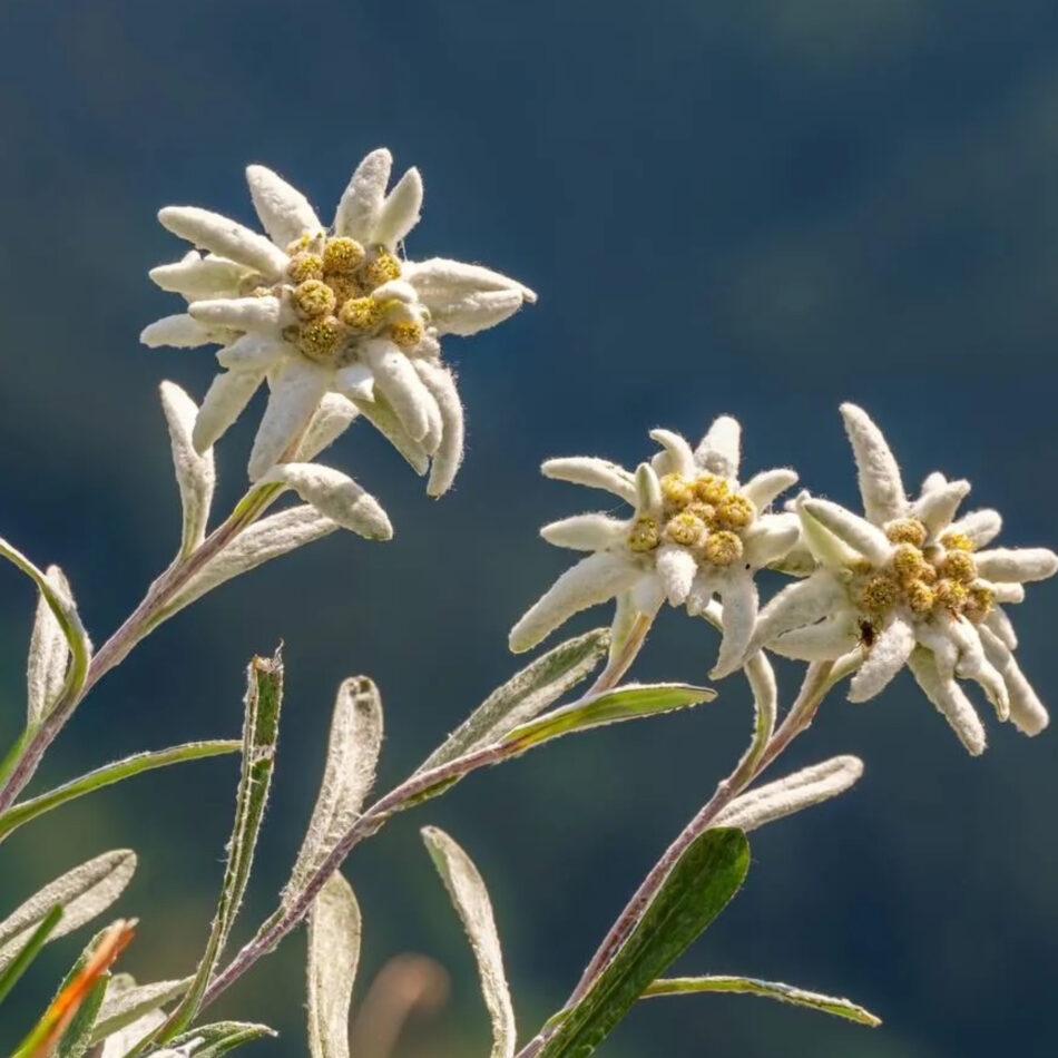 Estate a Sampeyre: natura, benessere e avventura in alta quota